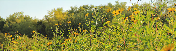 Fruška gora - flora