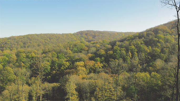 Fruška gora - Šuma