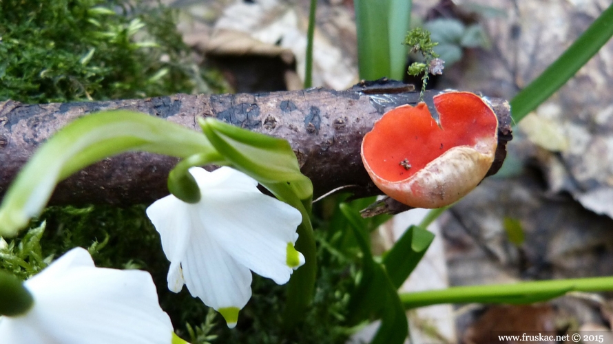 Mushrooms - Babino uvo – Sarcoscypha coccinea 