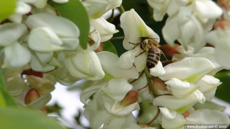 Plants - Bagrem – Robinia pseudoacacia