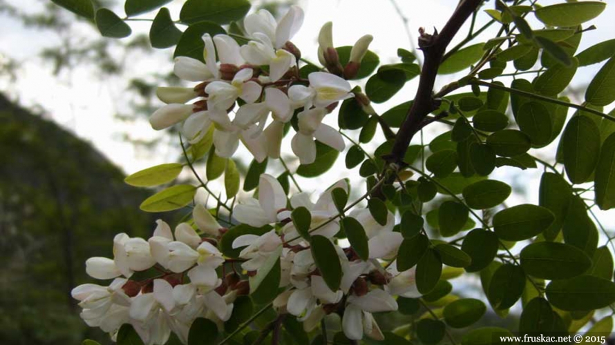 Plants - Bagrem – Robinia pseudoacacia