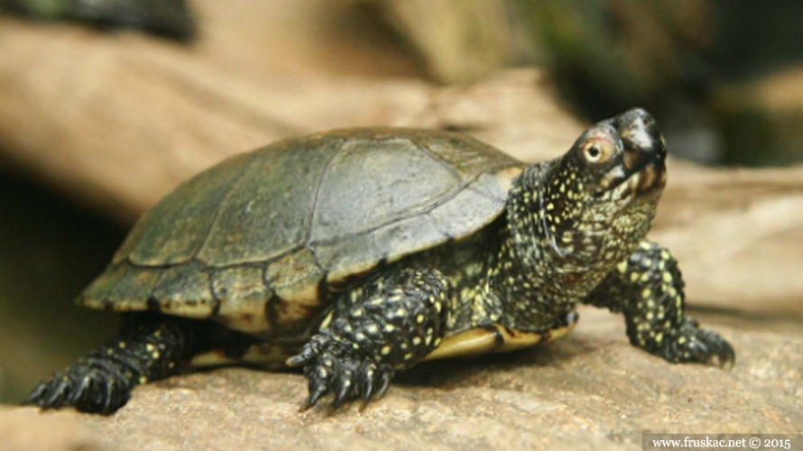 Animals - Barska kornjača – Emys orbicularis
