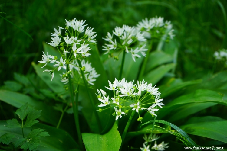 Plants - Sremuš – Allium ursinum