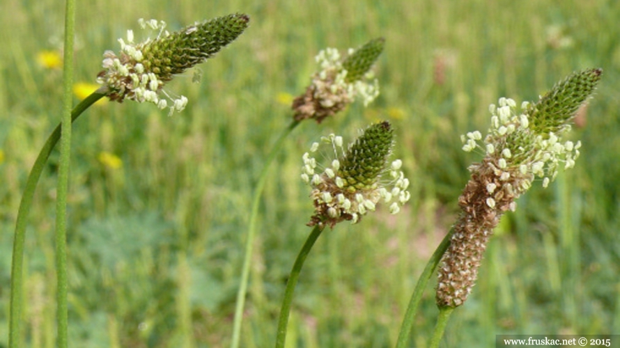 Plants - Bokvica – Plantago