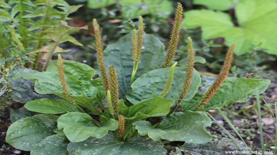 Plants - Bokvica – Plantago