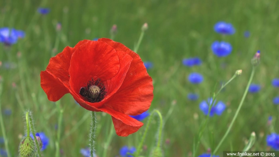 Plants - Bulka – Papaver rhoeas