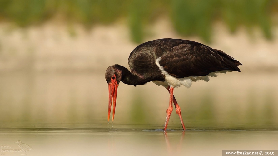 Animals - Crna roda – Ciconia nigra