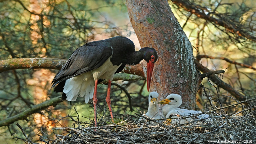 Animals - Crna roda – Ciconia nigra