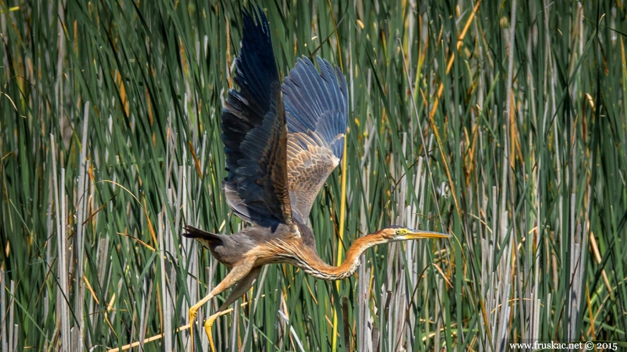 Animals - Crvena čaplja – Ardea purpurea