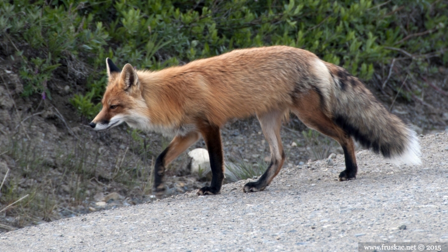 Animals - Crvena lisica - Vulpas vulpes