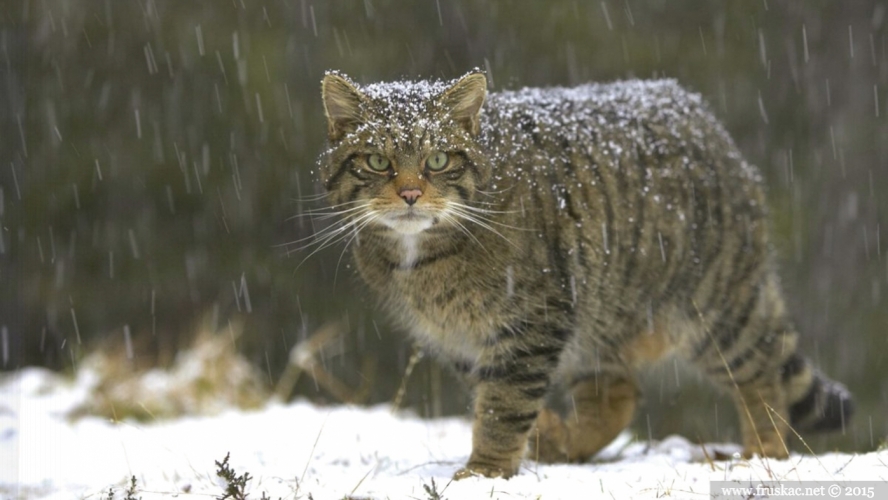 Animals - Divlja mačka - Felis silvestris
