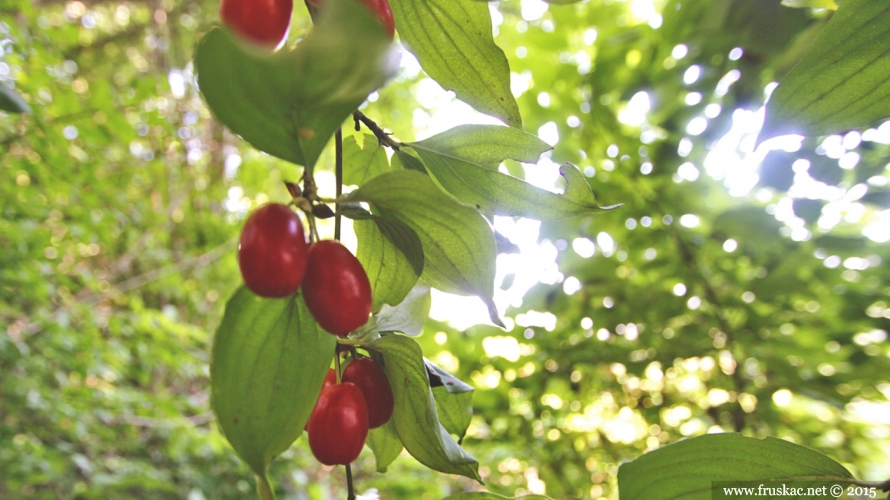 Plants - Drenjina – Cornus mas