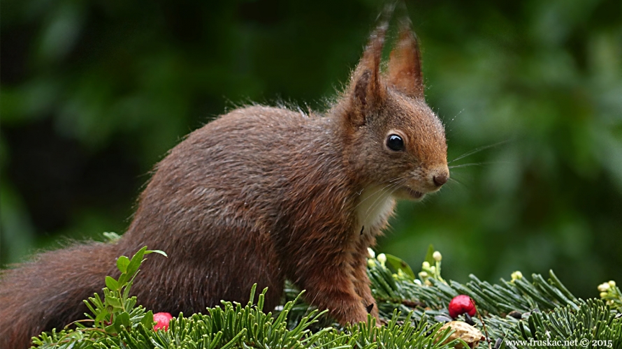 Animals - Evropska veverica - Sciurus vulgaris