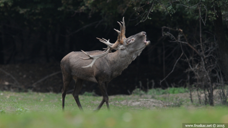 Animals - Evropski jelen - Cervus elaphus hippelaphus