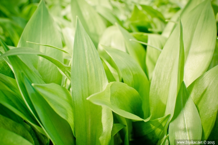 Plants - Sremuš – Allium ursinum