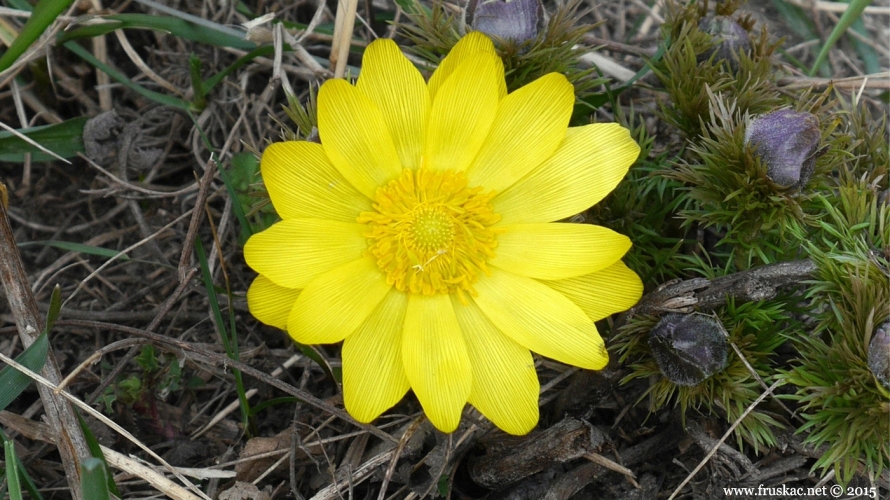 Plants - Gorocvet – Adonis vernalis