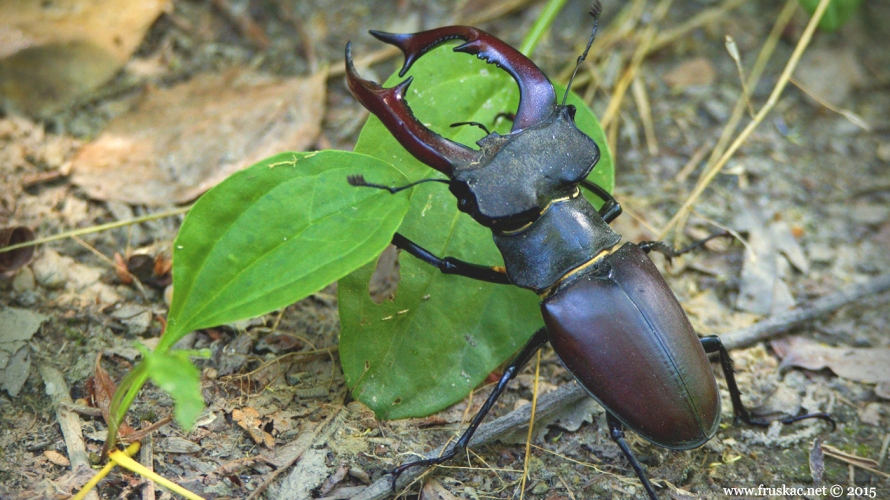 Animals -  Jelenak – Lucanus cervus