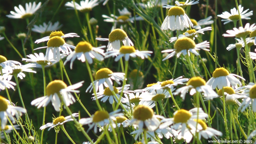 Plants -  Kamilica – Matricaria chamomilla 