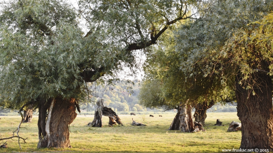 Tours - Izlet na Krčedinsku adu