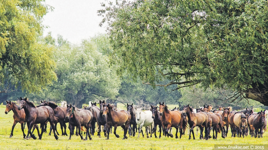 Nature - Krčedinska ada - biser prirode na Dunavu