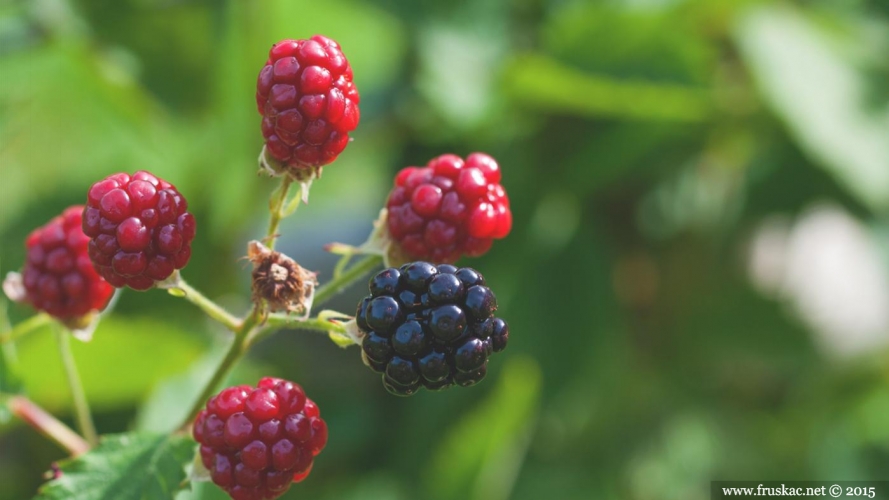 Plants - Kupina – Rubus fruticosus