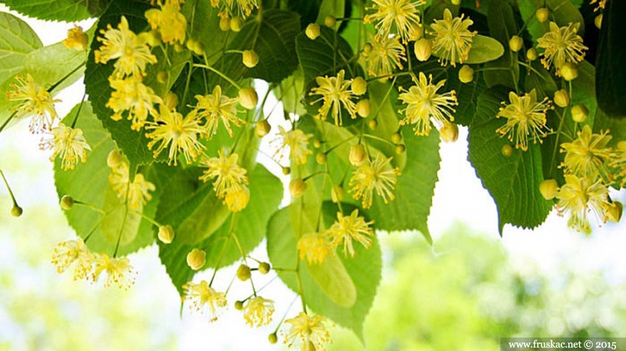 Plants - Lipa – Tilia