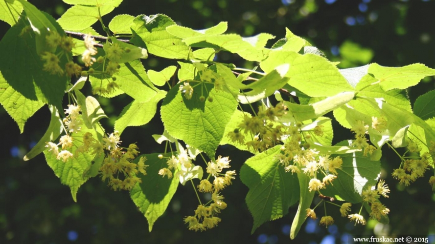 Plants - Lipa – Tilia