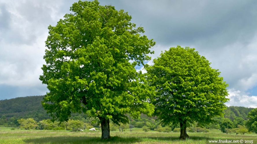 Plants - Lipa – Tilia