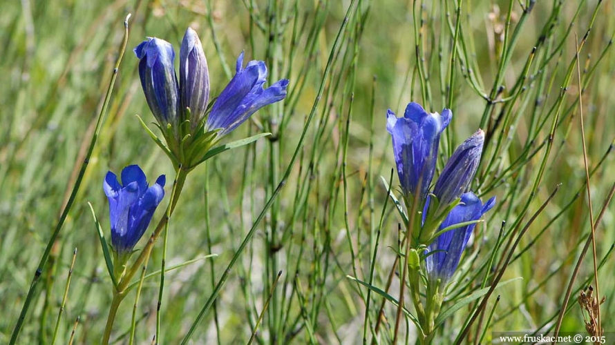 Plants - Livadska lincura – Gentiana pneumonanthe