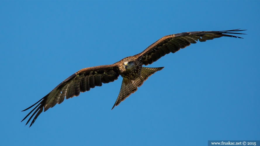 Animals - Mrka lunja - Milvus migrans