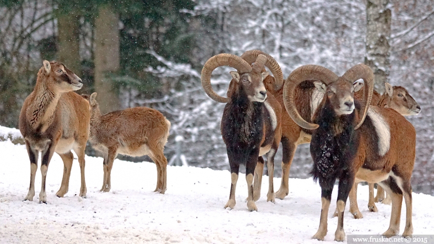 Animals - Muflon - Ovis orientalis orientalis