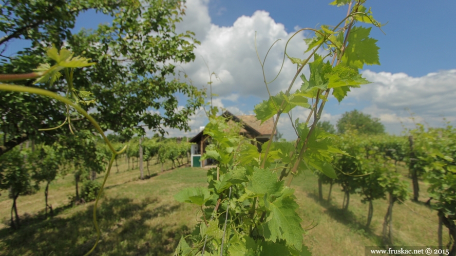 Weekend Breaks - Degustacija u najšarmantnijoj vinariji i kupanje na Dunavu