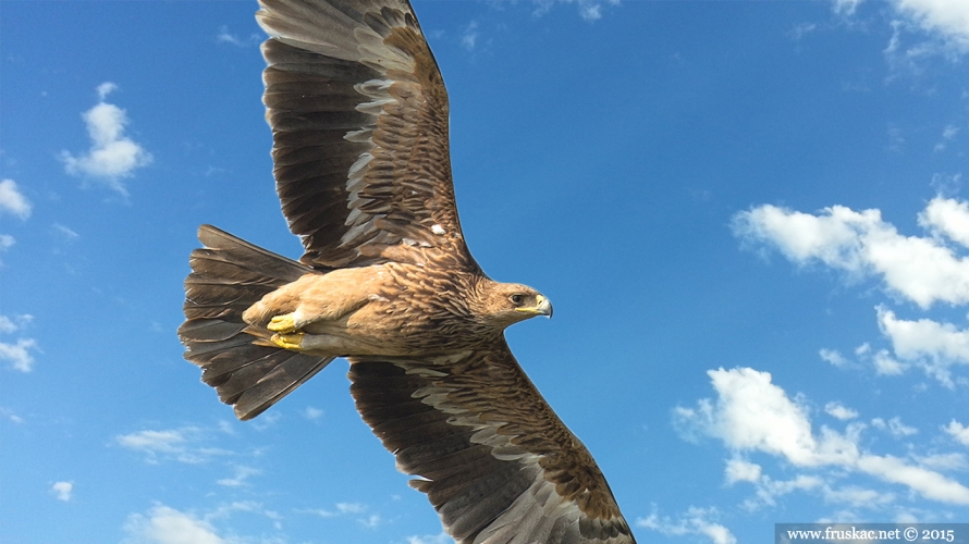 Animals - Orao Krstaš - Aquila heliaca