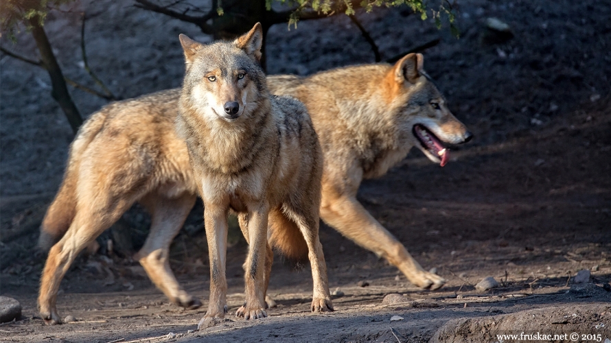 News - Reci NE hajci na vukove u Nacionalnom parku „Đerdap“