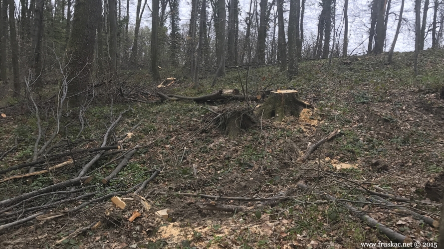 News -  Inspekcijske prijave za seču i smene u JPNP Fruška gora