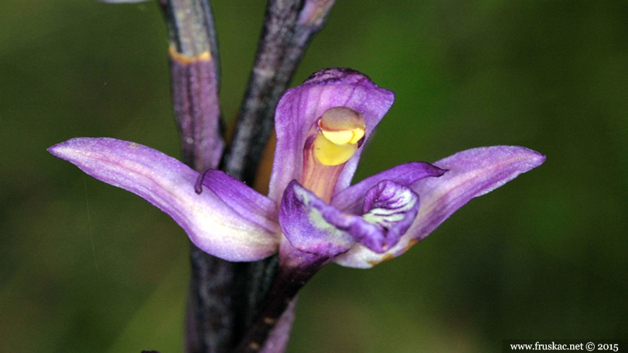 Plants - Šiljorep – Limodorum abortivum