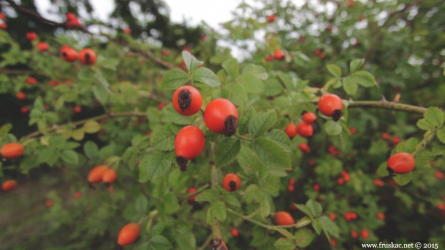 Plants - Šipak – Rosa canina