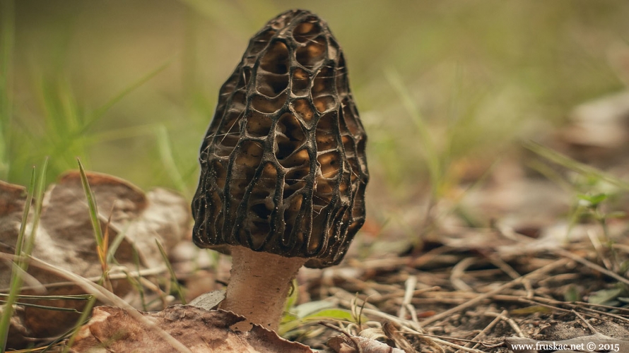 Mushrooms - Smrčci – Morchella