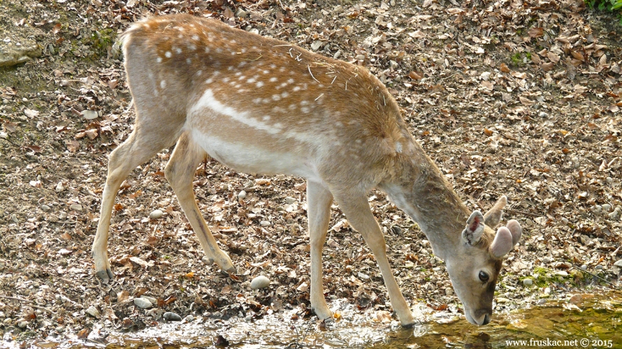 Animals - Srna - Capreolus capreolus