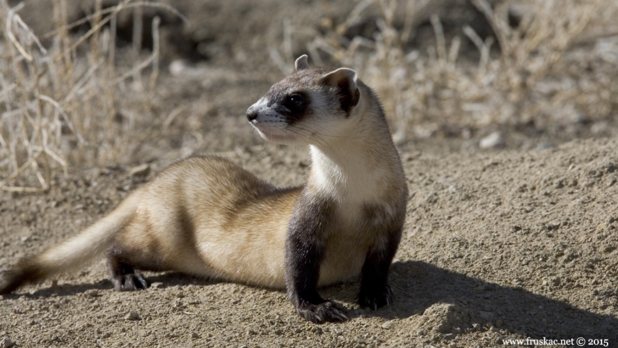 Animals - Stepski tvor - Mustela eversmanii