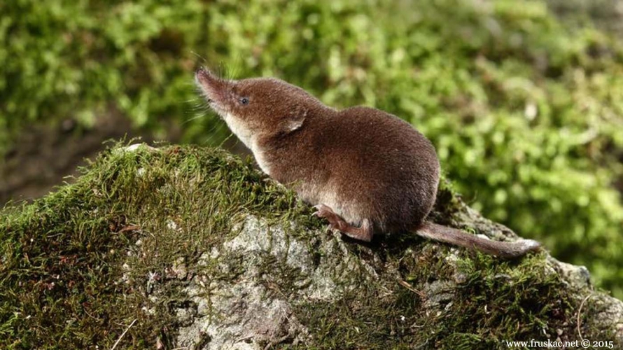 Animals - Šumska rovčica – Sorex araneus