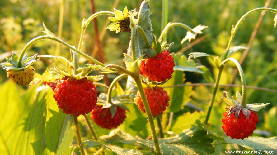 Plants - Šumske jagode – Fragaria vesca