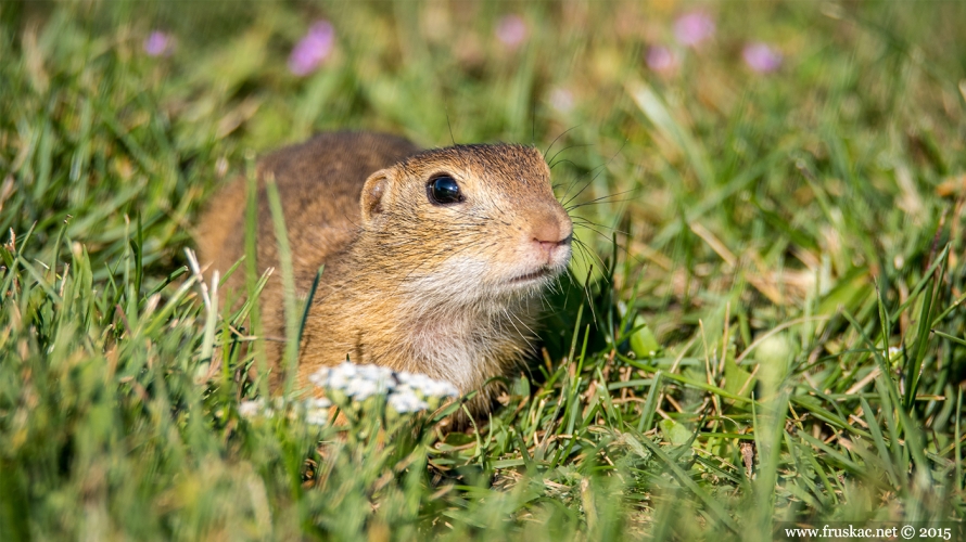 Animals - Tekunica - Spermophilus citellus