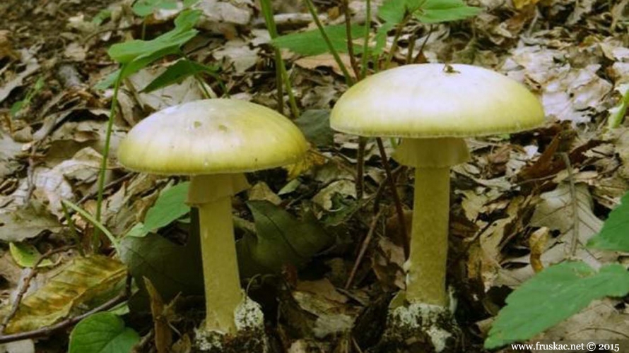 Mushrooms - Zelena pupavka – Amanita phalloides
