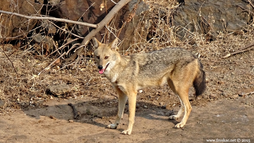 Animals - Zlatni šakal - Canis aureus