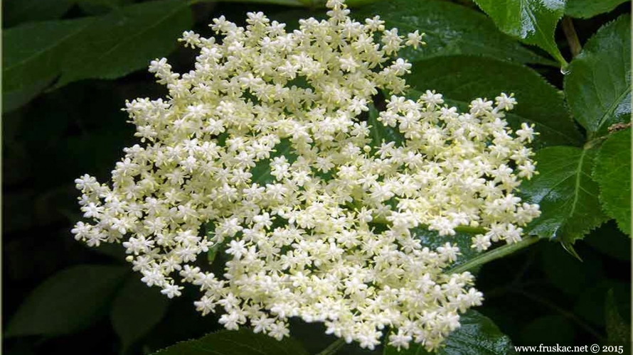 Plants - Zova – Sambucus nigra