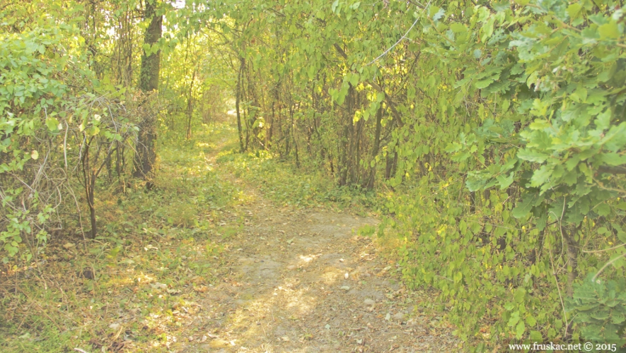 Springs - Parcovljev Spring