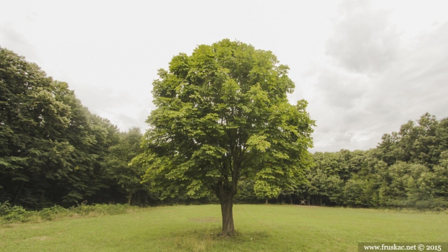 Meadows - Ravne Meadow