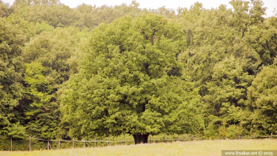 Meadows - Trešnjevac Meadow