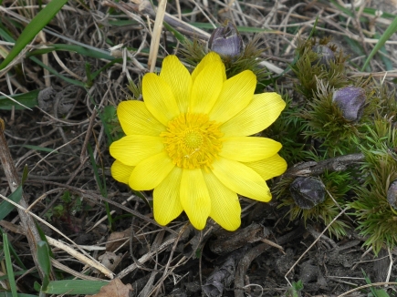 Gorocvet – Adonis vernalis